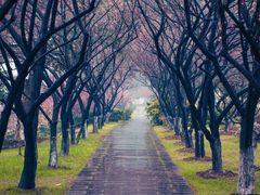 -南京古林公园