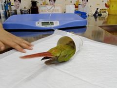 -瑞派名望24h动物医院异宠专科·猫专科·骨科·重症监护分院
