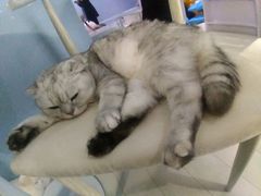 -喵的天空名猫咖啡馆·撸猫·猫舍·用品