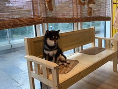 -南京Hallo宠物乐园·哈罗犬舍·柴犬繁育基地