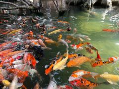 -南宫五洲植物乐园