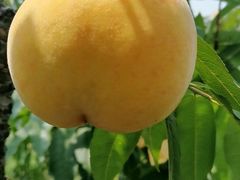-樂桃源奉贤黄桃种植采摘基地