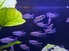 -上海海洋水族馆