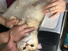 -安安宠医宠物医院·异宠·犬猫内科(岳阳分院)