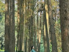 -南宁良凤江国家森林公园