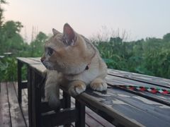 -Supine Bistro溯泮餐厅