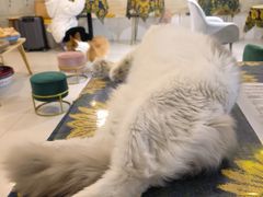 -平行世界·猫咖(首经贸店)