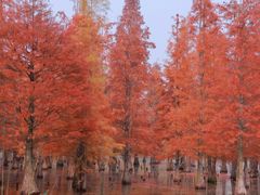 -白鹭湾湿地公园