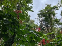 -中国科学院西双版纳热带植物园