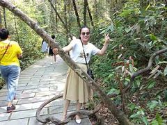 -九龙江国家森林公园