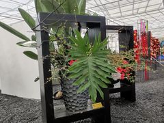 -上海鲜花港