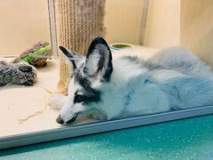 -藦茜花园宠物主题亲子互动体验馆(国顺东路店)