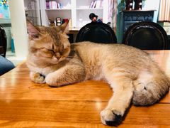 -猫小院猫主题餐厅(三里屯店)