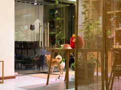 -柴务处·柴犬主题狗咖