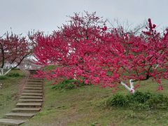 -秀丽东方