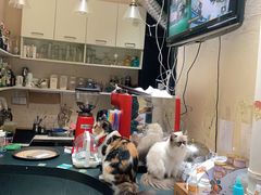 -猫色咖啡·猫咖