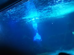 -石家庄海洋公园
