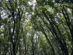 -帽儿山国家森林公园