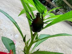 -花水湾第一村温泉大酒店