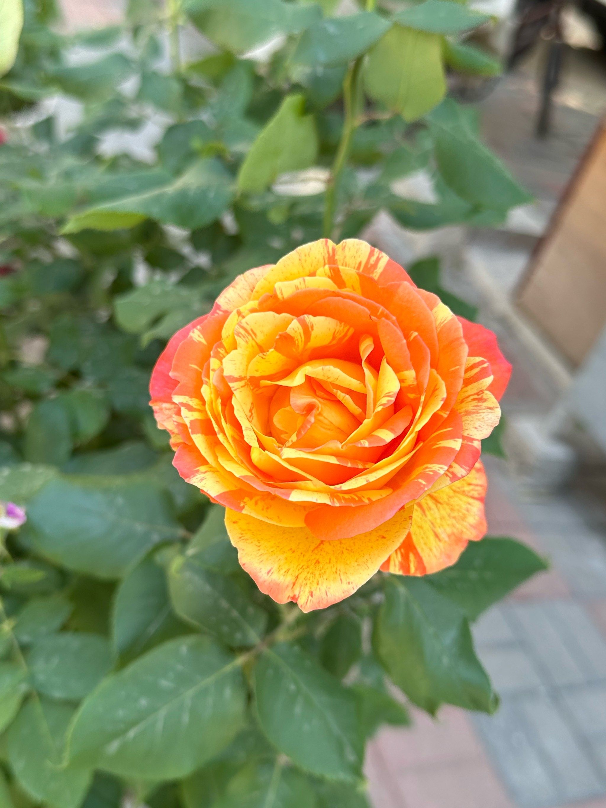第一次见双色月季花