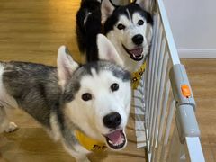 -Husky Go! 哈士奇体验馆·宠物咖啡厅狗咖