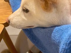 -柴务处·柴犬主题狗咖