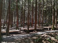 -重庆睡佛山森林公园