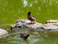-莲花池公园