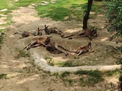 -大连森林动物园