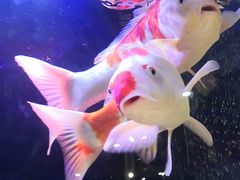 -万达广场(济南魏家庄店)