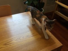 -猫的天空之城概念书店(景德镇陶溪川店)