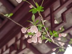 -上海醉白池公园