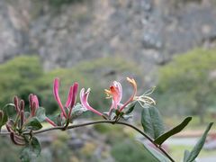 -上海辰山植物园