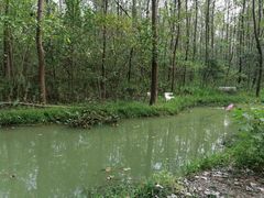 -合肥滨湖国家森林公园