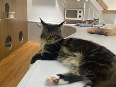 -COLOR PETS 撸猫馆·购猫·猫咖(长风大悦城店)
