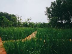 -东郊湿地公园