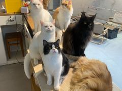 -Heymao猫咖.咖啡厅(东门店)