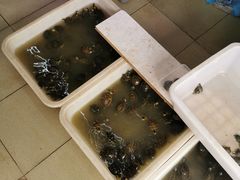 -中环花鸟鱼虫市场