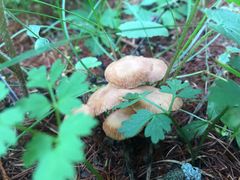 -塞罕坝国家级自然保护区