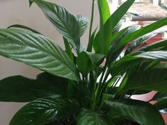 -自然之声助听器·呼吸机(和平店)