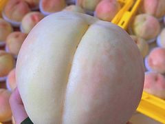 -老袁家蜜桃农场·阳山水蜜桃