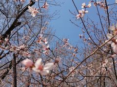 -桃花堤公园