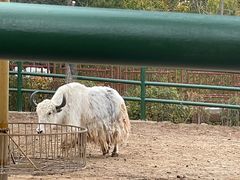 -青藏高原野生动物园
