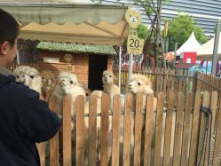 -萌宠亲子动物乐园(槐房万达店)