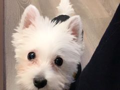 -翊宠yipet猫狗购宠庄园犬舍•猫舍