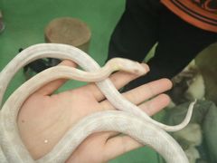 -藦茜花园宠物主题亲子互动体验馆(国顺东路店)