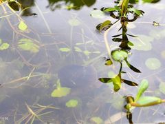 -沐仙湖湿地公园