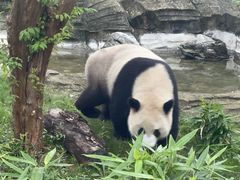 -武汉动物园