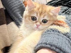 -欣宠猫屋·矮脚拿破仑·蓝金金渐层