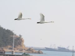 -烟墩角天鹅湖